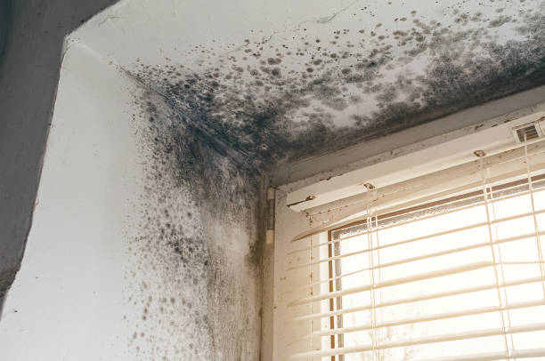 Affordable Mold Remediation solutions in Hampton, TN