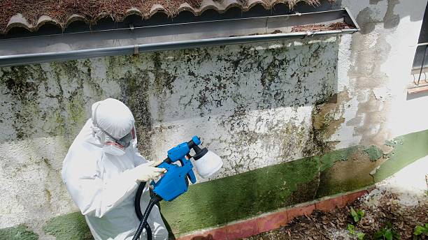 Top rated local Mold Remediation specialists in Hampton, TN